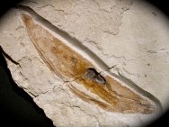 Plesioteuthis prisca Museum Squid Fossil
