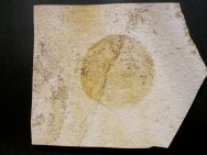 Solnhofen Lagerstätte Jurassic Medusites Jellyfish Fossil for Sale