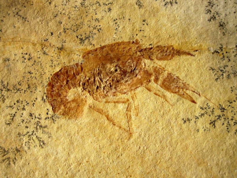 Eryma modestiformis Solnhofen Fossil Lobster