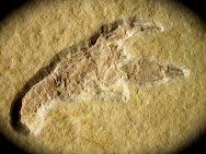 Eryma Solnhofen Fossil 