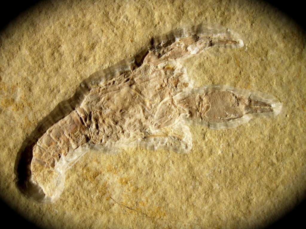 Solnhofen Decapod Fossil
