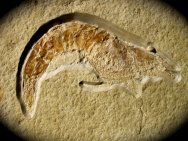 Antrimpos Solnhofen Shrimp Fossil