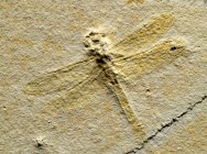 Stenophlebia Solnhofen Limestone Dragonfly Fossil