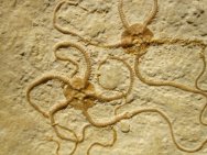 Ophiosamus Starfish Fossils