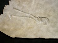 Mecochirus longimantus Fossil Lobster