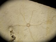Geocoma carinata Brittlestar Fossil