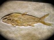 Caturus furcatus Museum Fish Fossil