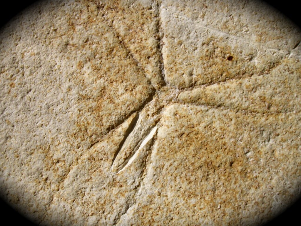 Propygolampis Phasmida Insect Fossil