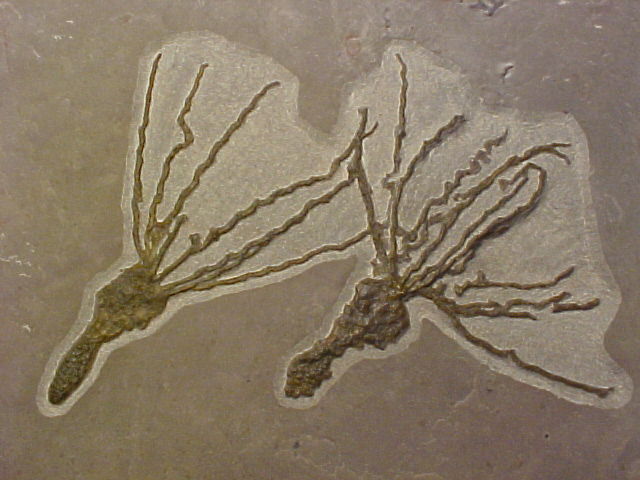 Gogia spiralis