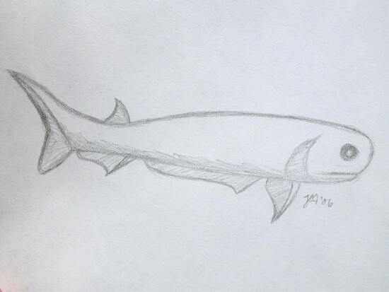 Acanthodian 