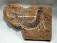 Acanthodian Fossil Fish