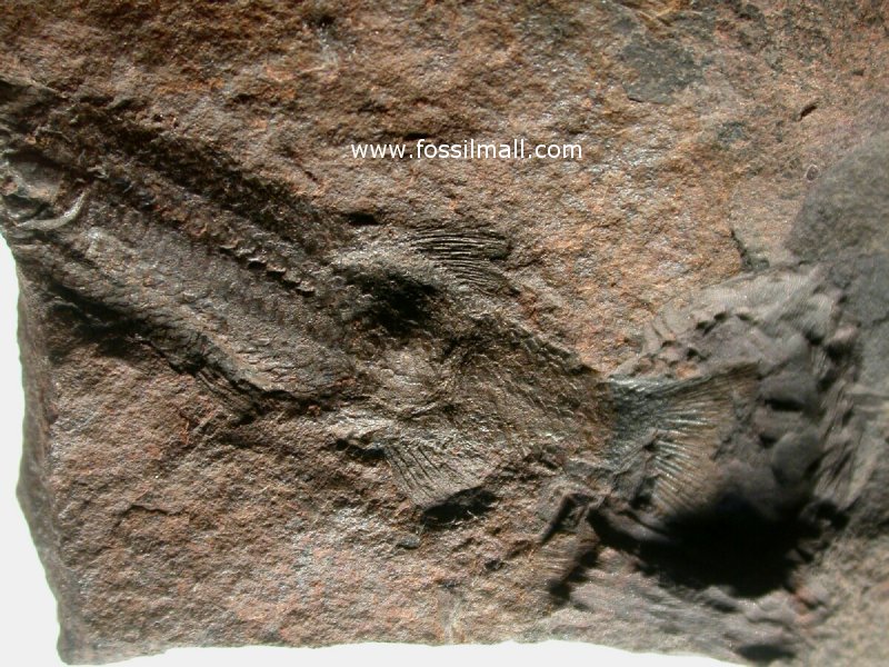 Triassic Fish Fossil