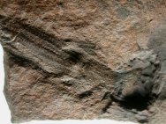 Actinopterygii fossil fish