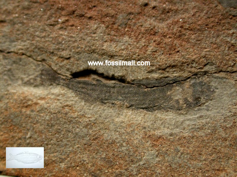 Anaspid Jawless Fish Fossil