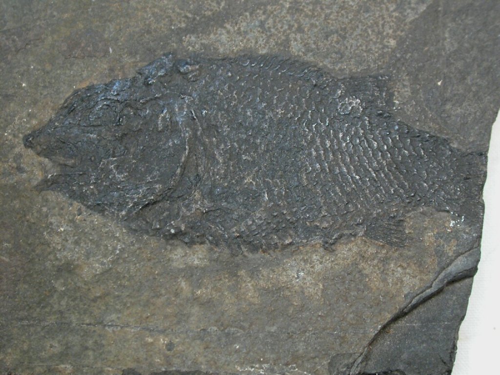 AsialepidotusTriassic Fish Fossil