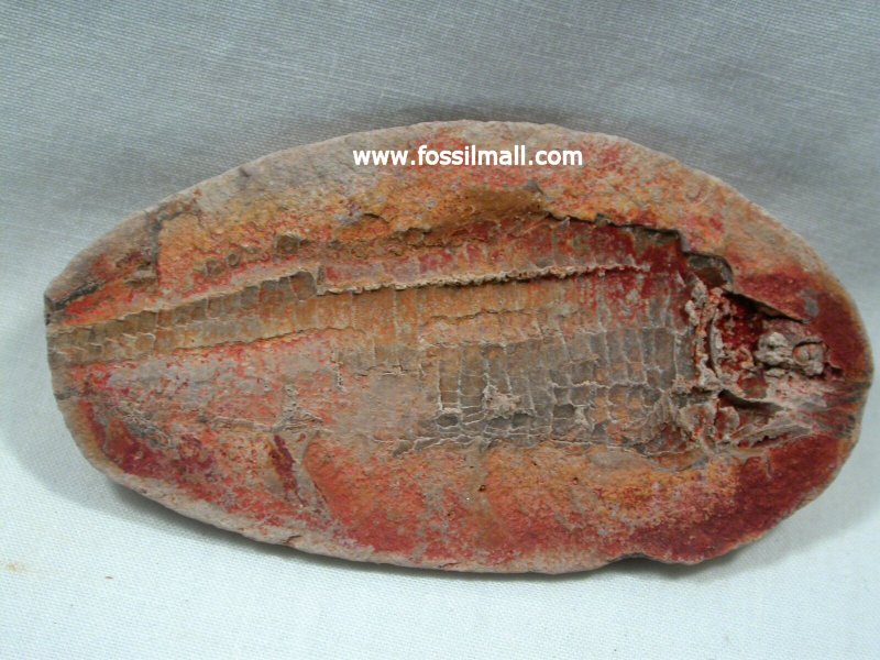 Triassic Fossil Fish