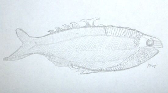 Birkenia elegans Fossil Fish