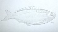 Birkenia silurian fossil fish