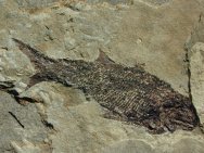 Paleozoic Fossil Fish
