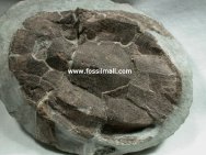 Armored Fossil Fish Bothriolepis canadensis