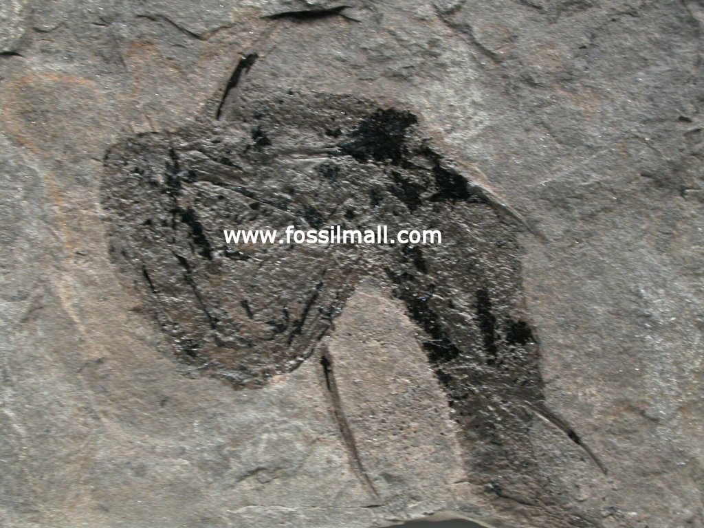 Cheiracanthus Paleozoic Fish Fossi