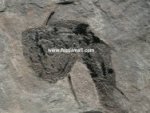 Cheiracanthus Acanthodian