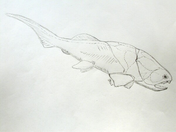 Placoderm Paleozoic Fish
