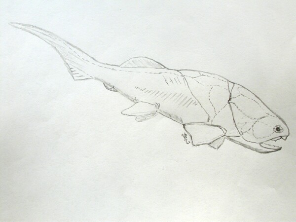 Placoderm Paleozoic Fish