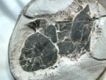 Coccosteus Placoderm Armored Fish