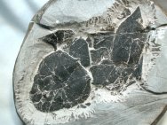 Coccosteus Placoderm