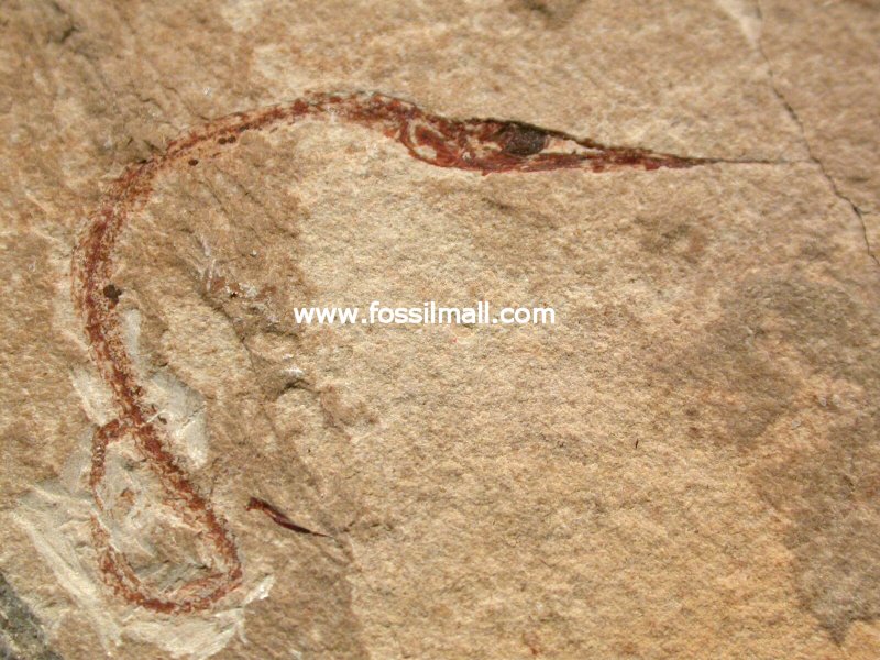 Cretaceous Needle Fish Fossil
