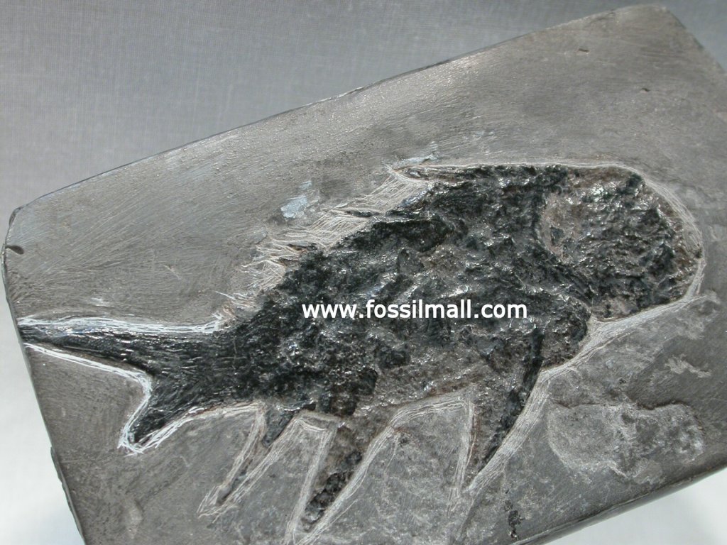 Diplacanthus fossil fish