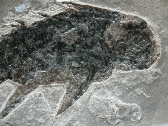 Devonian Fish Fossils