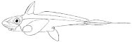 Echinochimaera fish