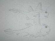 Echinochimaera