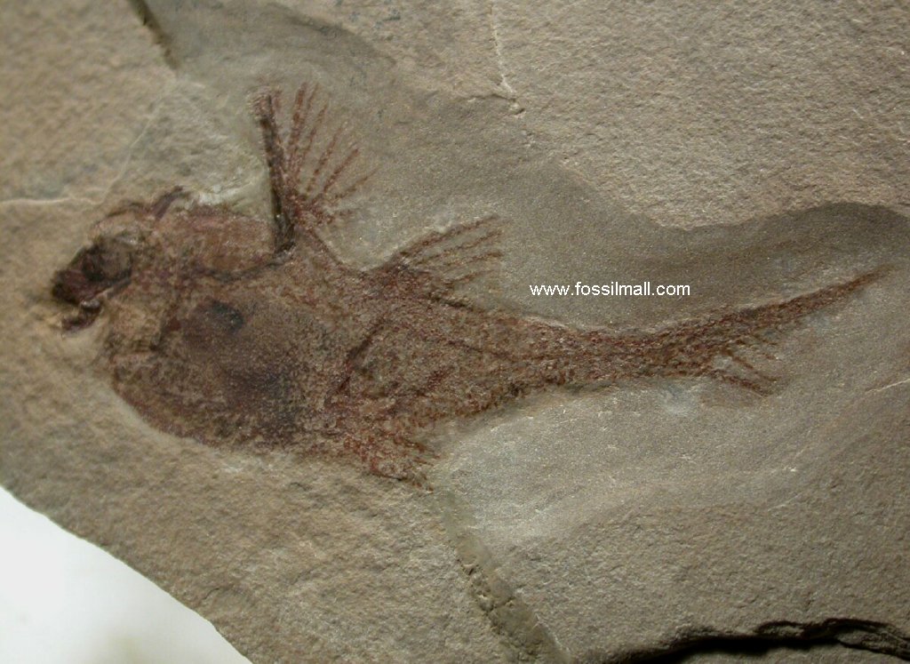 Bear Gulch Fossil Fish Fossil Echinochimaeran