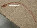 Enchelion montium Eel Fossil