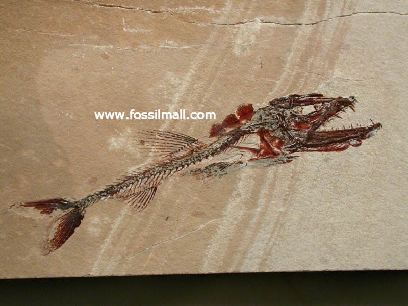 Eurypholis Viper Fish Fossil