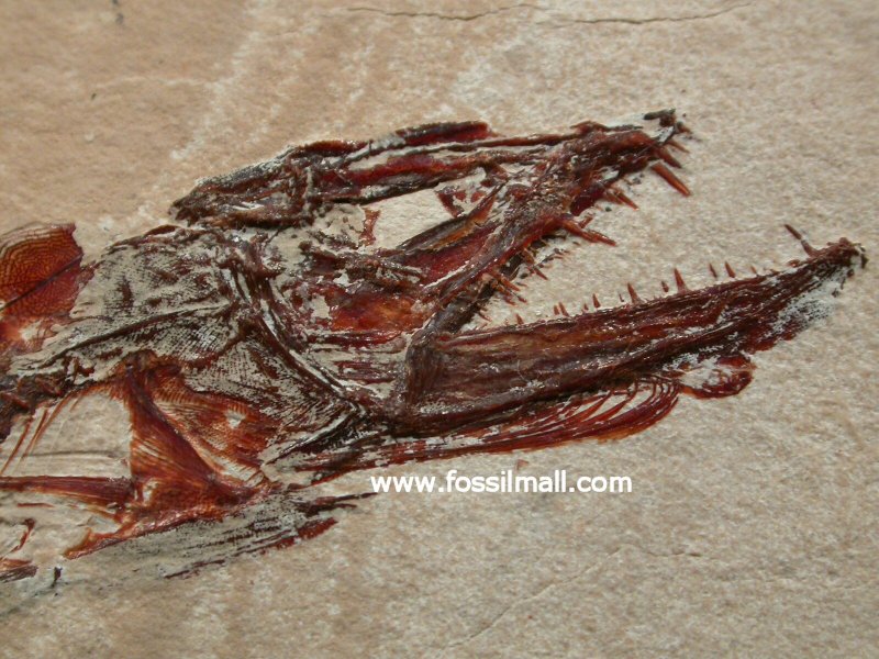 Fossil Fish Eurypholis