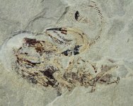 Falcatus falcatus Shark Fossil