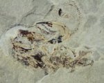 Falcatus Fossil Shark