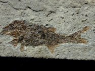 Gyrolepidotus schmidti