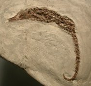 Hippocampus ramulosus