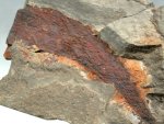 Lanarkia Thelodont 