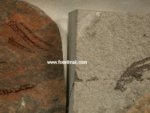 Lasanius problematicus Anaspida