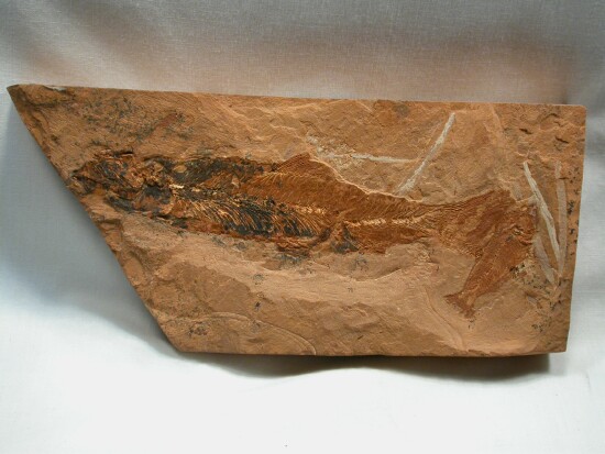 Australian Jurassic Fossil Fish Leptolepis