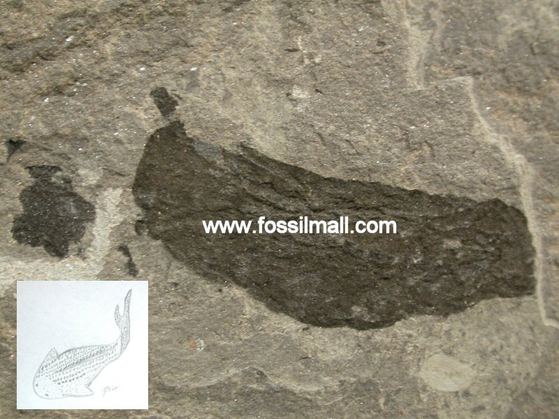 Loganellia Silurian Thelodont Fossil Fish