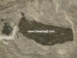 Loganellia Thelodont 