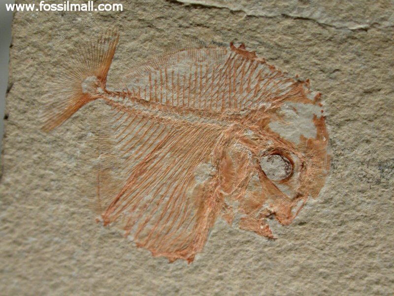 Cretaceous Fossil Fish
