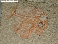 Lebanese Pynodont Fossil Fish